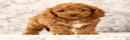 Cavapoo dogs for sale: Fay - Ad 6