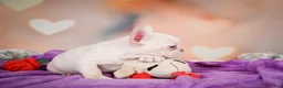 French Bulldog dogs for sale: Sadie - Ad 4