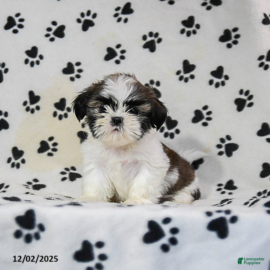 Shih Tzu dogs for sale: Paige - Ad 1