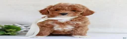 Cavapoo dogs for sale: Nollie  - Ad 3