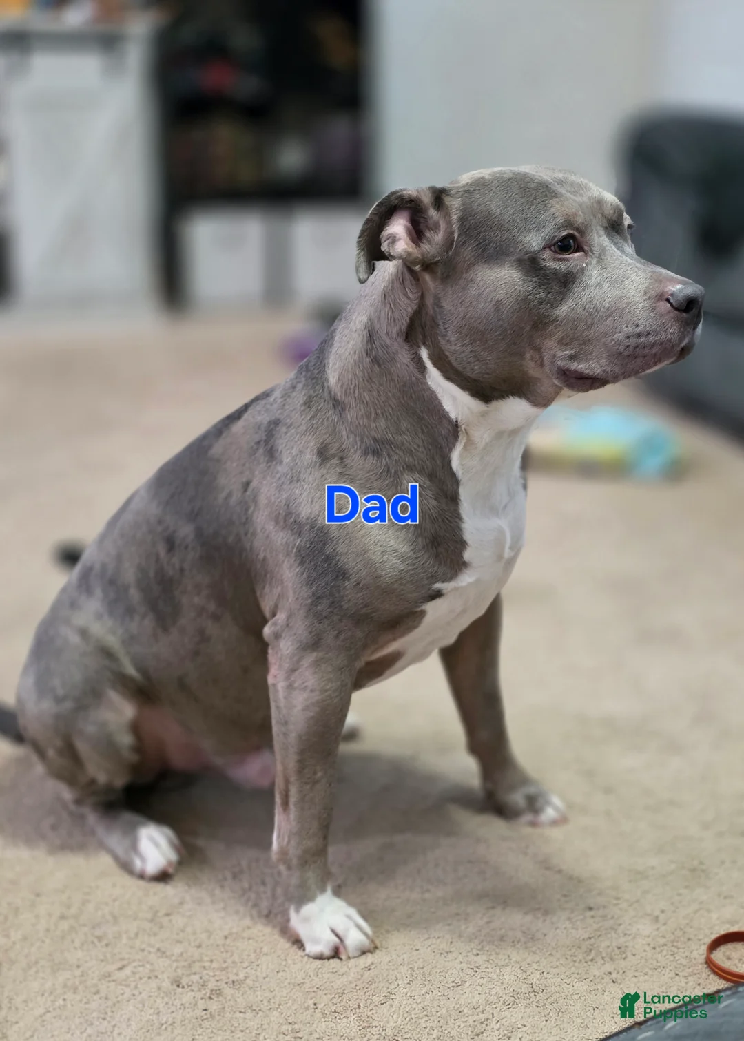 American Staffordshire Terrier dogs for sale: American Staffordshire Terrier Puppy 1 - Ad 8