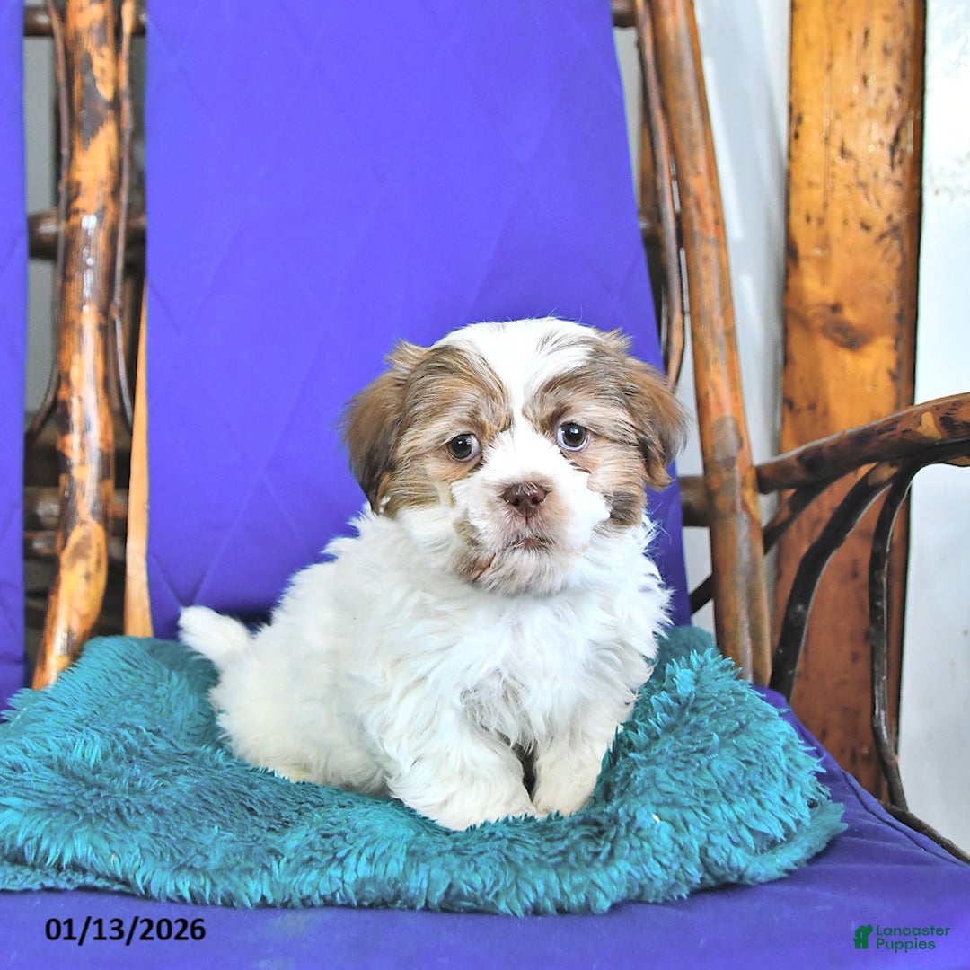 Shih Tzu dogs for sale: Frank  - Ad 2