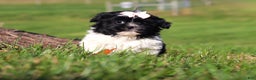 Shih Tzu dogs for sale: Hazel - Ad 1