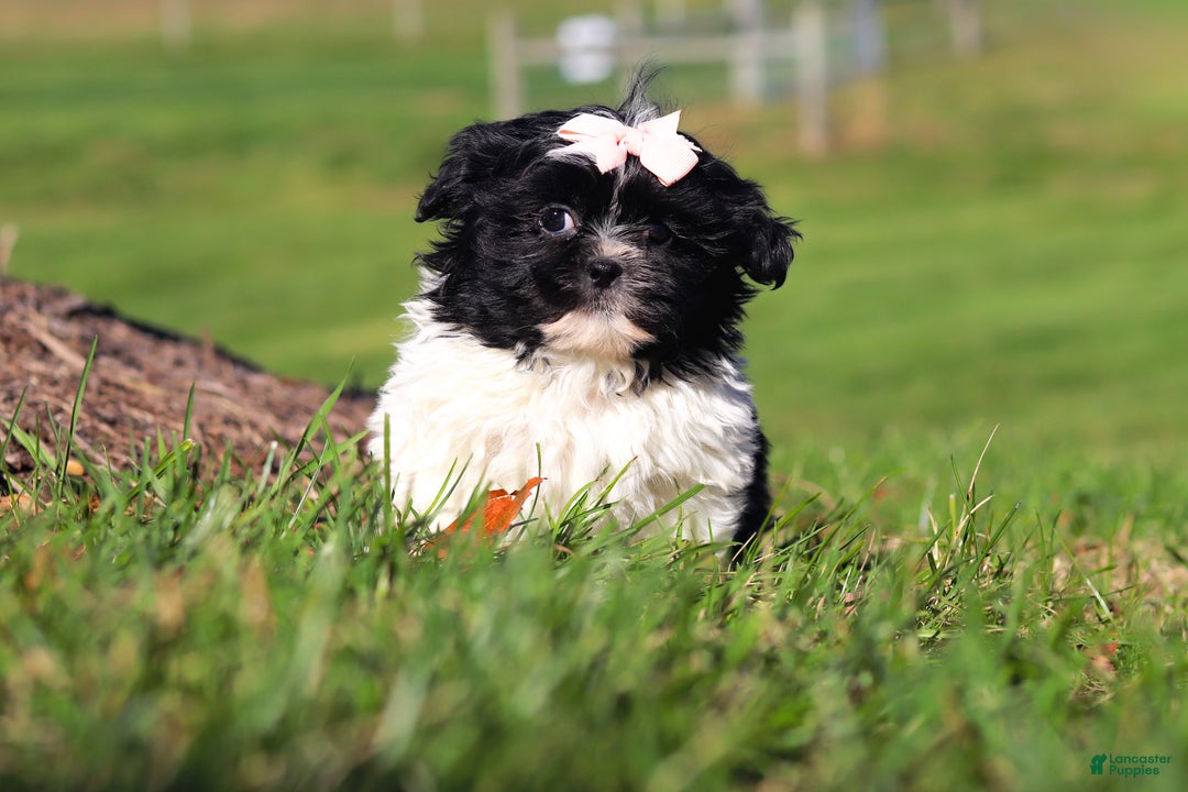 Shih Tzu dogs for sale: Hazel - Ad 1