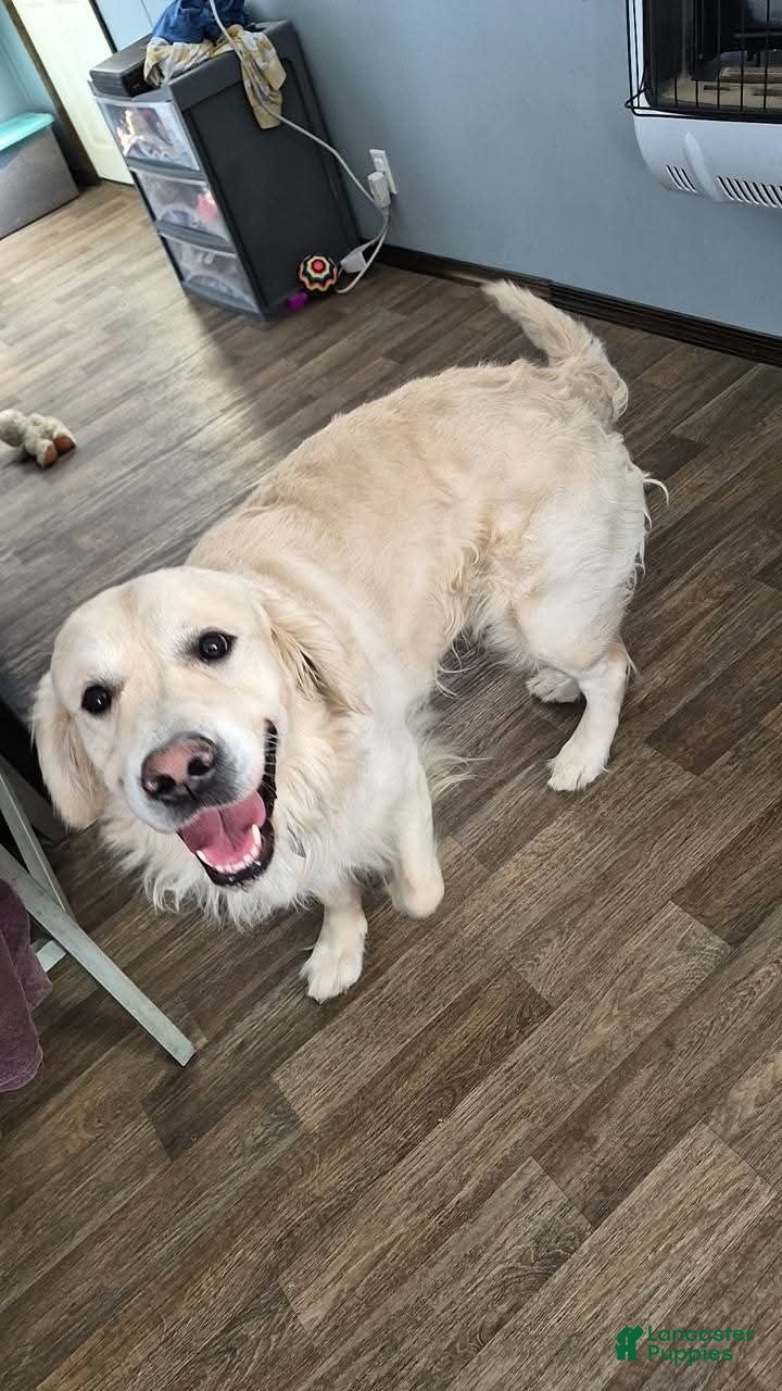 Golden Retriever dogs Brody - Ad 1