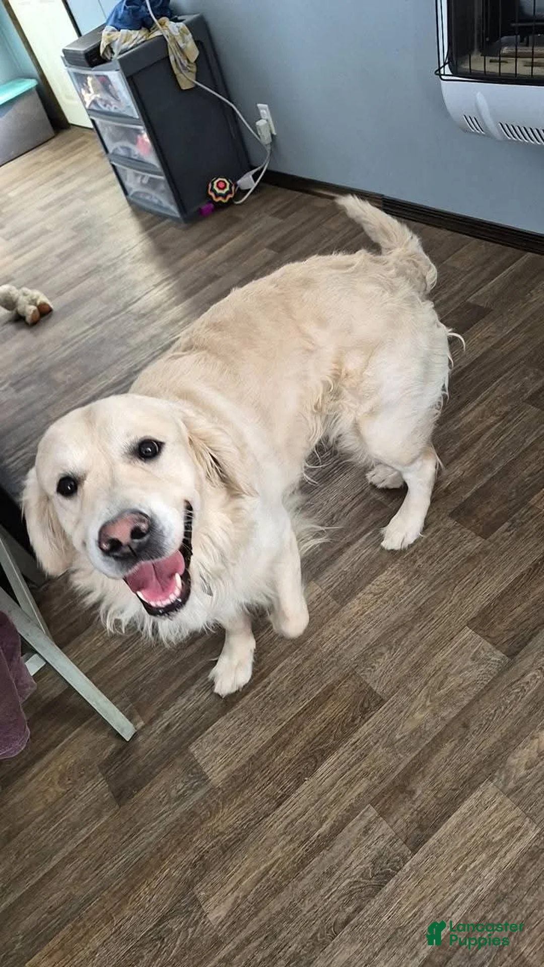 Golden Retriever dogs for stud: Brody - Ad 1