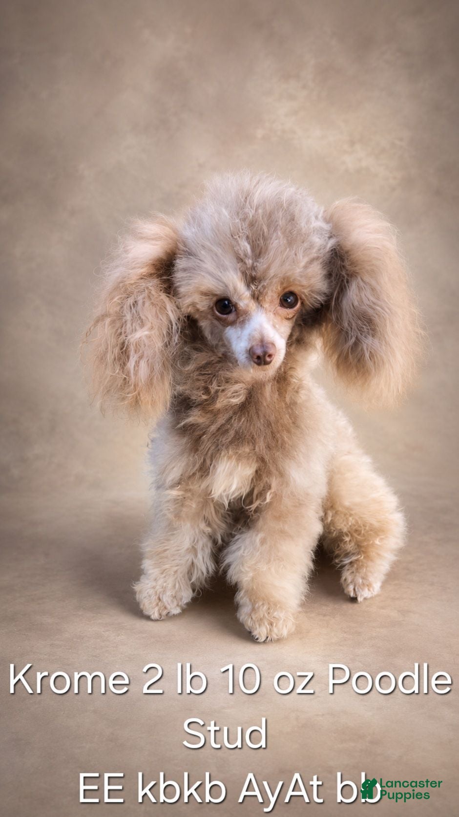 Toy Poodle dogs Krome  - Ad 1