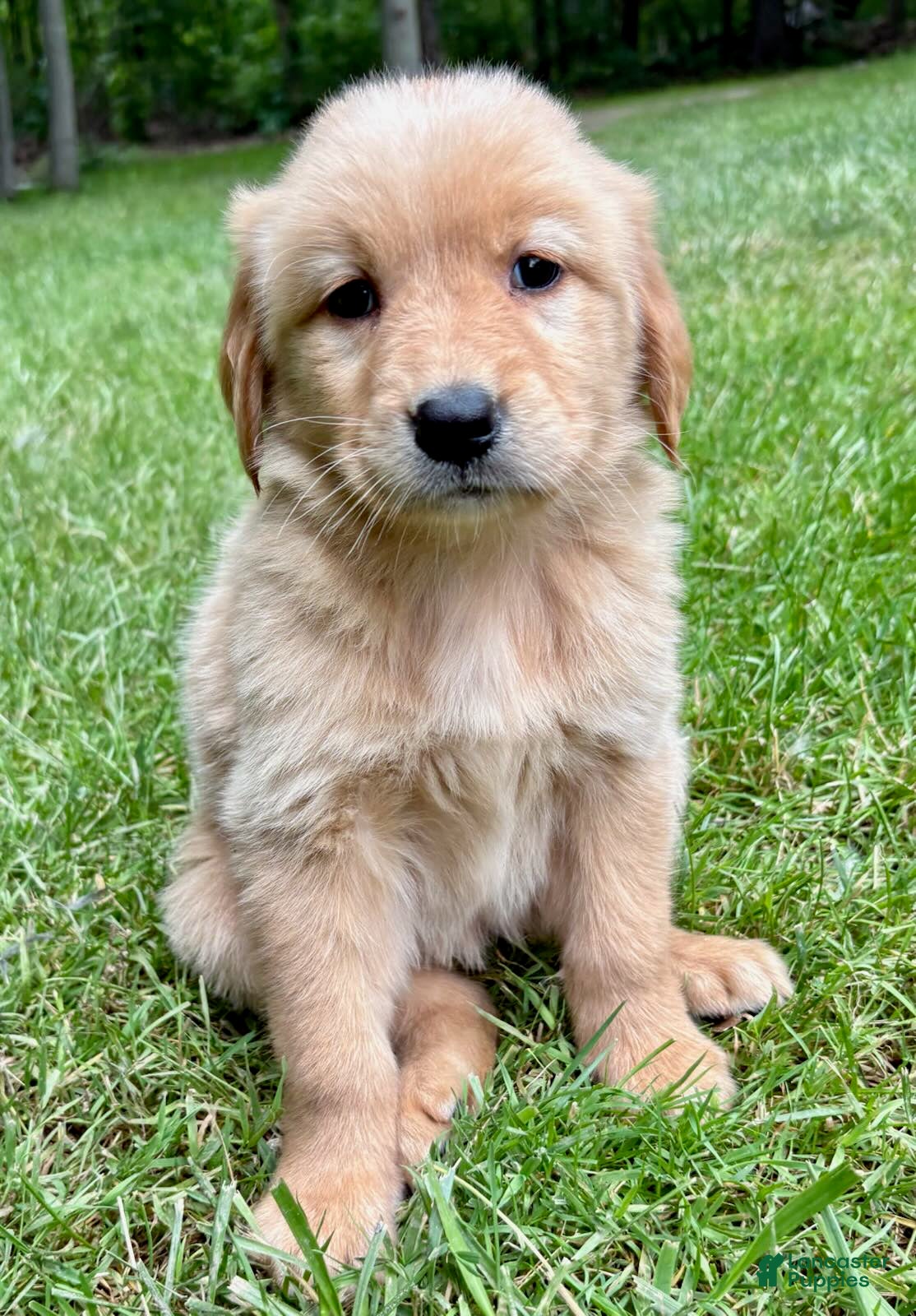 Golden Retriever dogs for sale: Golden Retriever 2 - Ad 1