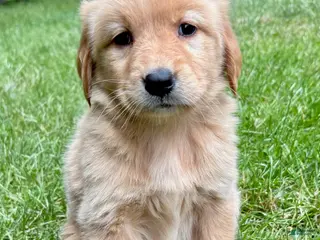 Golden Retriever dogs for sale: Golden Retriever 2 - Ad 1