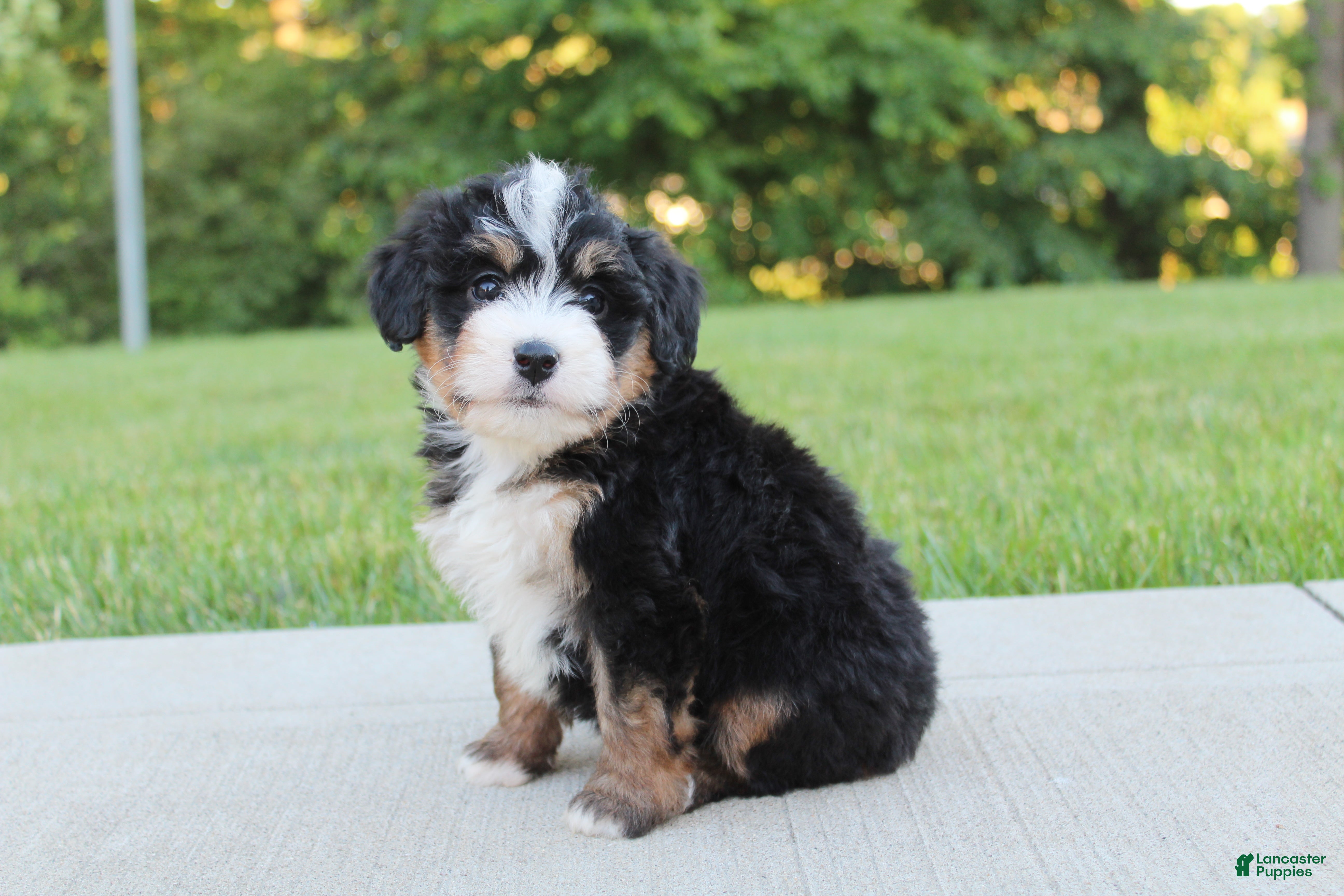 Mini Bernedoodle dogs April - Ad 1