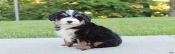 Mini Bernedoodle dogs for sale: April - Ad 1