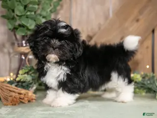 Shih Tzu dogs for sale: Bandit - Ad 3