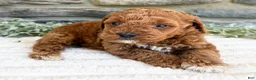 Toy Poodle dogs for sale: Coco - Ad 4