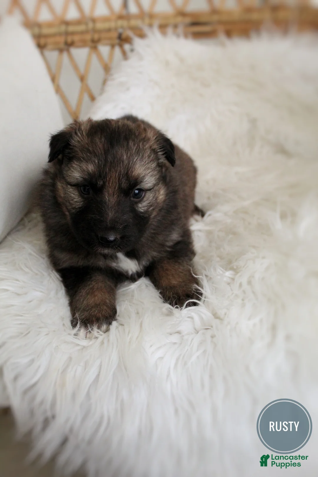 Mixed Breed dogs for sale: Rusty  - Ad 4