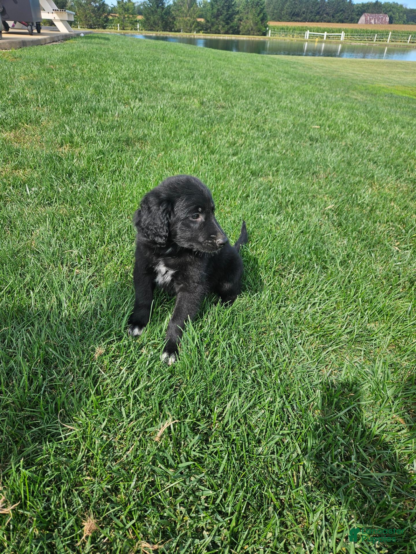 Mixed Breed dogs  Max - Ad 2