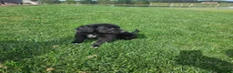 Mixed Breed dogs for sale:  Max - Ad 2