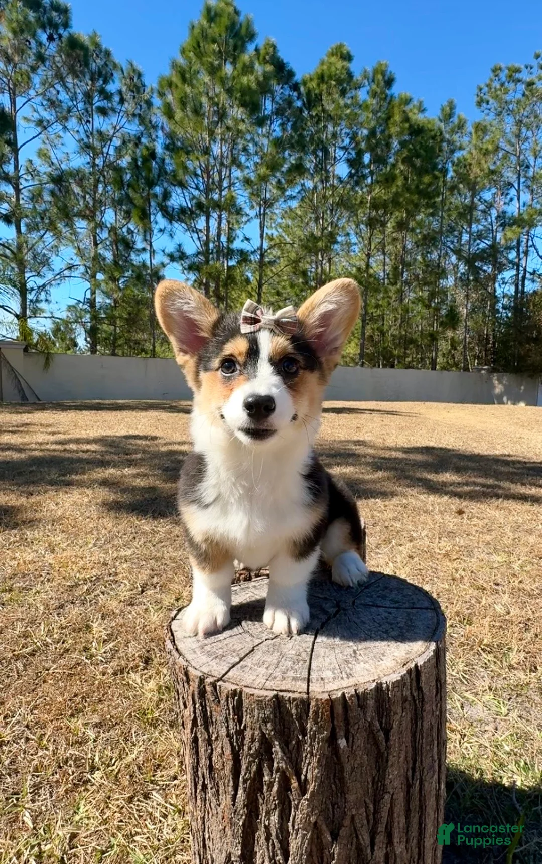 Mixed Breed dogs for sale: Star - Ad 5