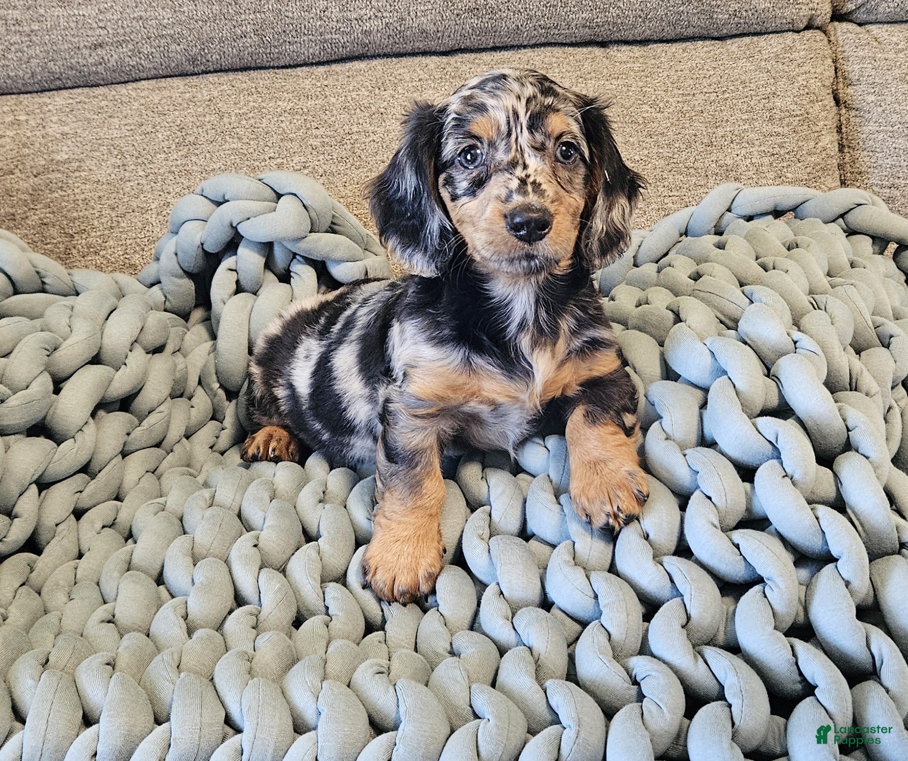 Dachshund dogs POPPY - Ad 1