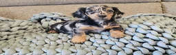 Dachshund dogs for sale: POPPY - Ad 1