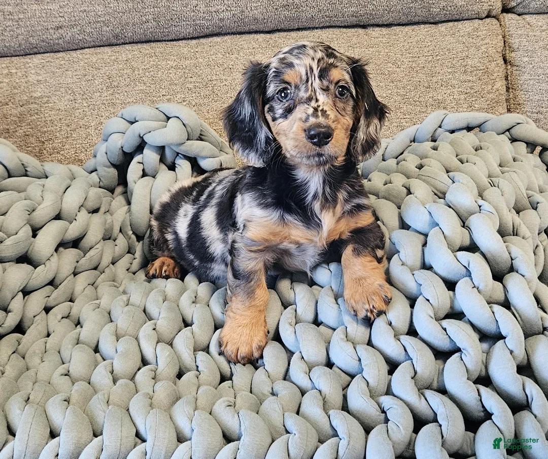 Dachshund dogs for sale: POPPY - Ad 1