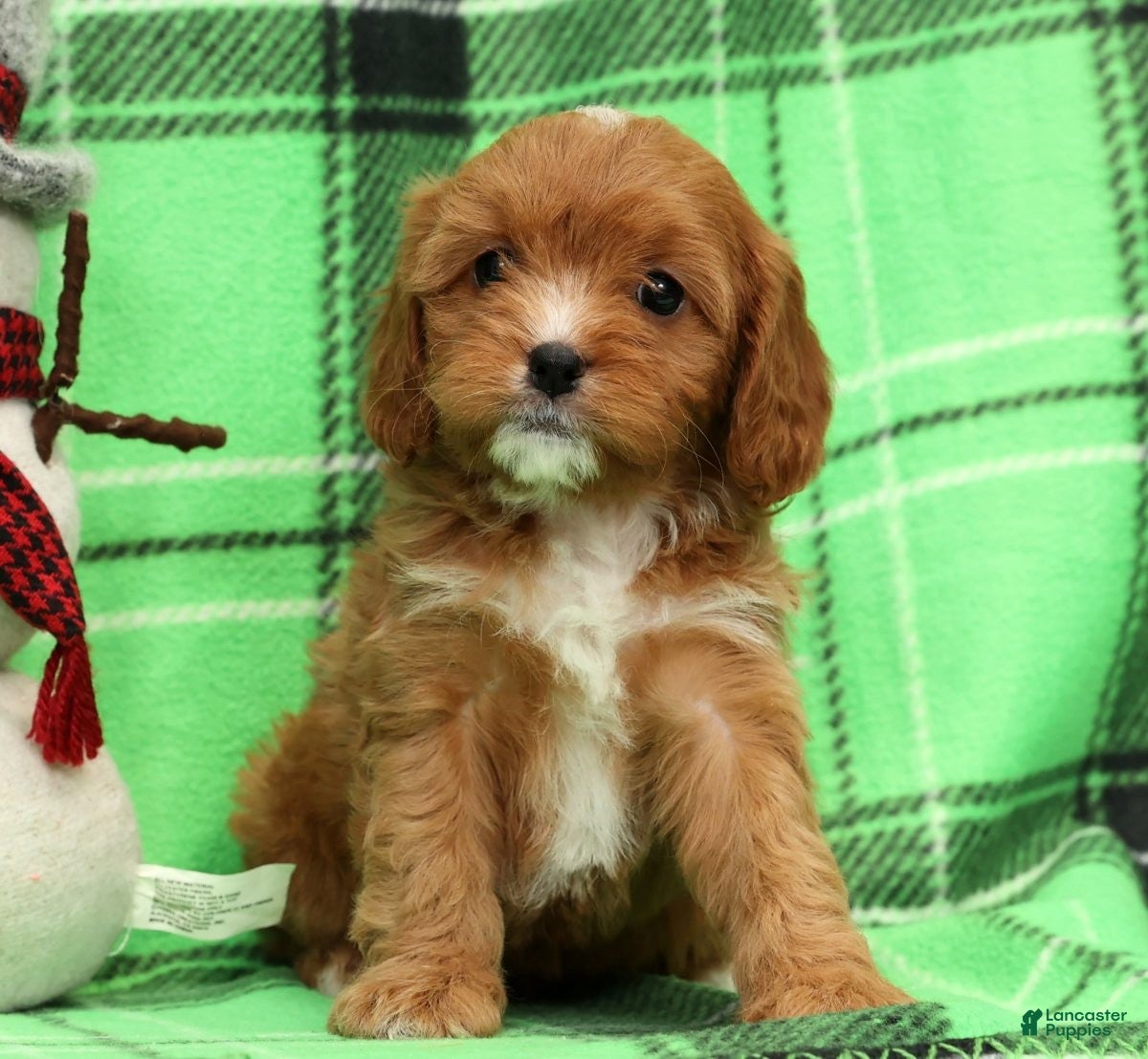 Cavapoo dogs Angel - Ad 18