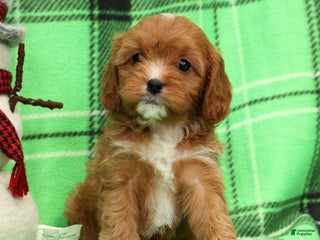 Cavapoo dogs Angel - Ad 1