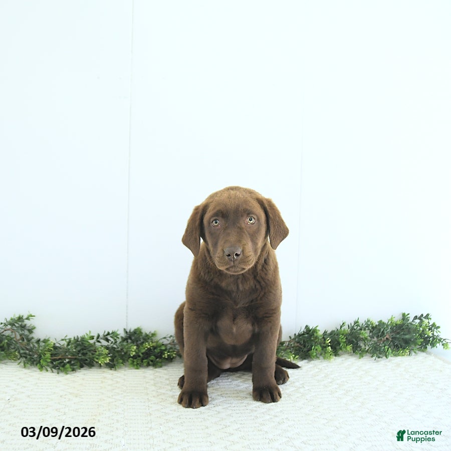 Labrador Retriever dogs Nova - Ad 2