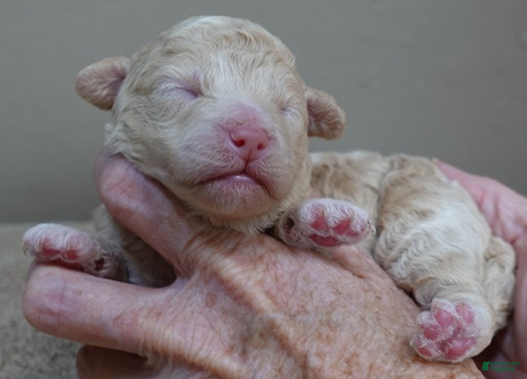 Toy Poodle dogs for sale: Denver shimmering champagne - Ad 2