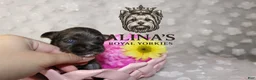 Yorkshire Terrier dogs for sale: Olaf - Ad 4