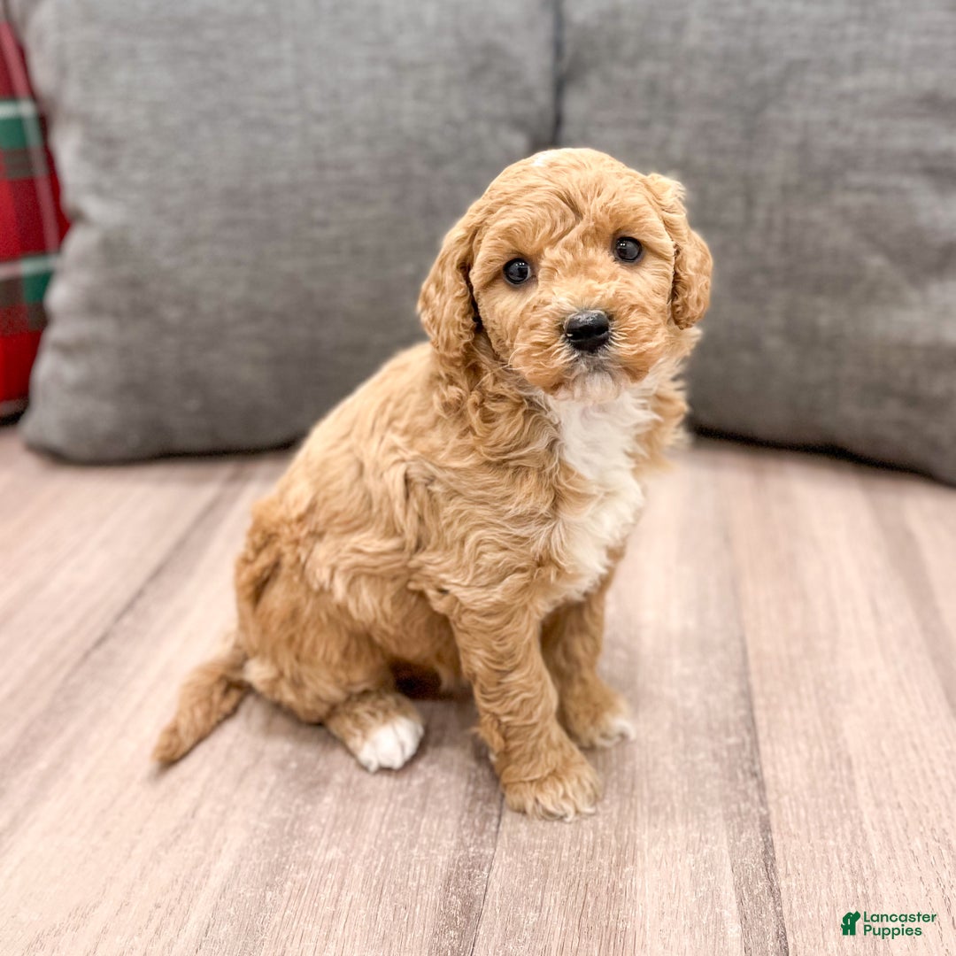 Mini Goldendoodle dogs for sale: Rosie - Ad 9