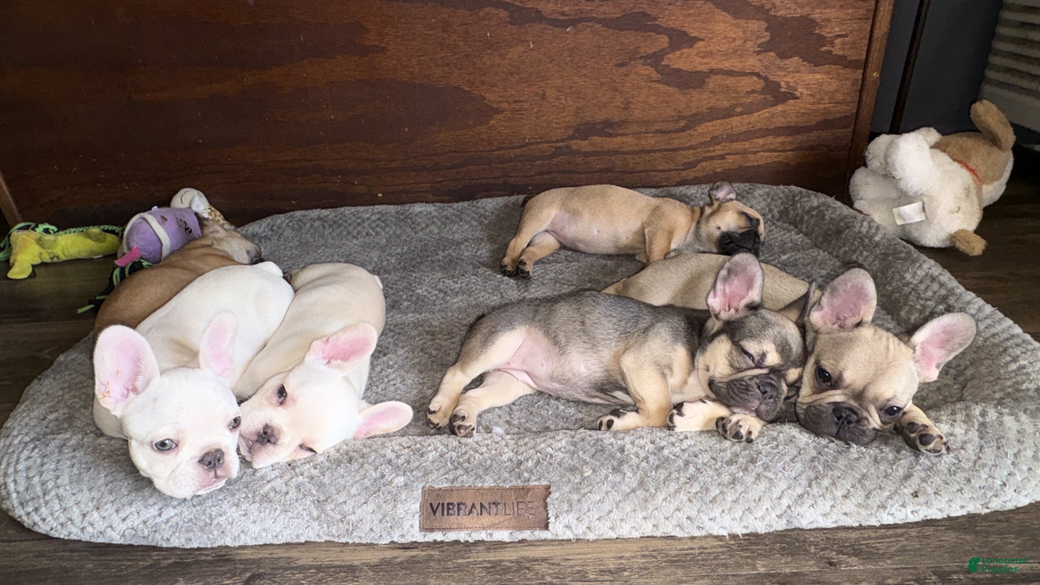 French Bulldog dogs French Bulldog Puppy 1 - Ad 41