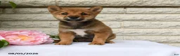 Shiba Inu dogs for sale: Russel - Ad 1