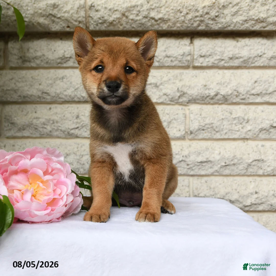 Shiba Inu dogs for sale: Russel - Ad 1