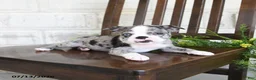 Boston Terrier dogs for sale: Izza - Ad 3