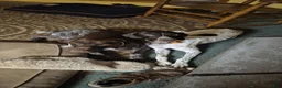 German Shorthaired Pointer dogs for sale: 3 German Shorthaired Pointer puppies  - Ad 3