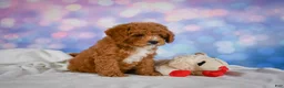 Cavapoo dogs for sale: Candy - Ad 9