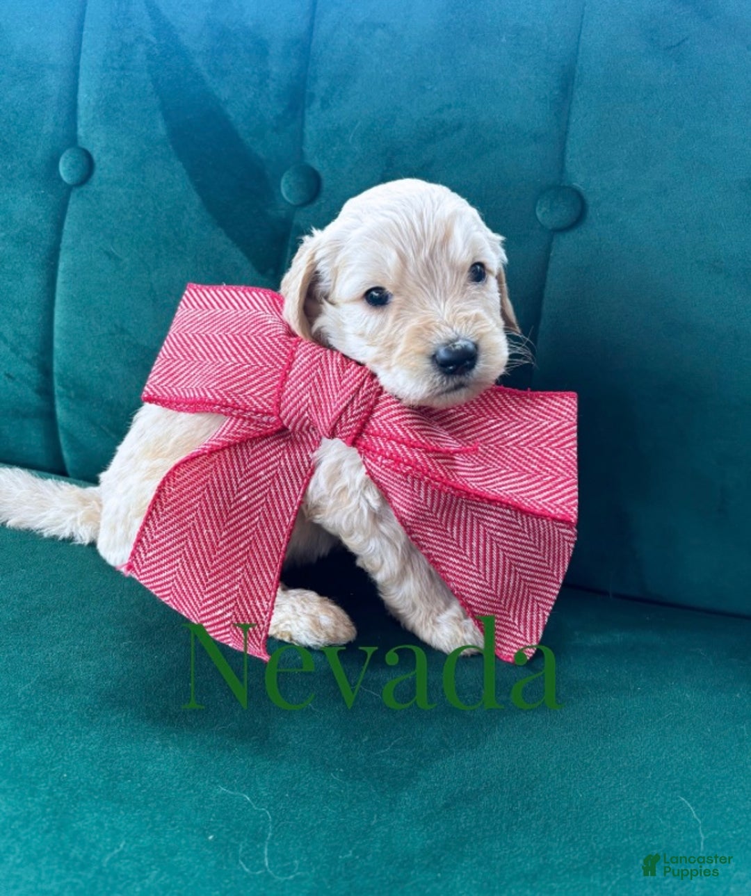 Goldendoodle dogs for sale: Nevada - Ad 4