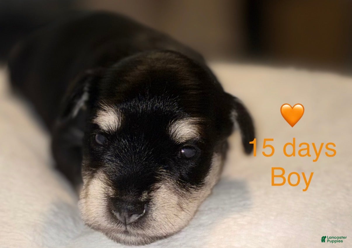 Miniature Schnauzer dogs Miniature Schnauzer 1 - Ad 1