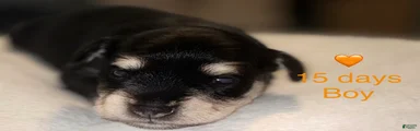 Miniature Schnauzer 1