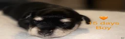 Miniature Schnauzer dogs for sale: Miniature Schnauzer 1 - Ad 1