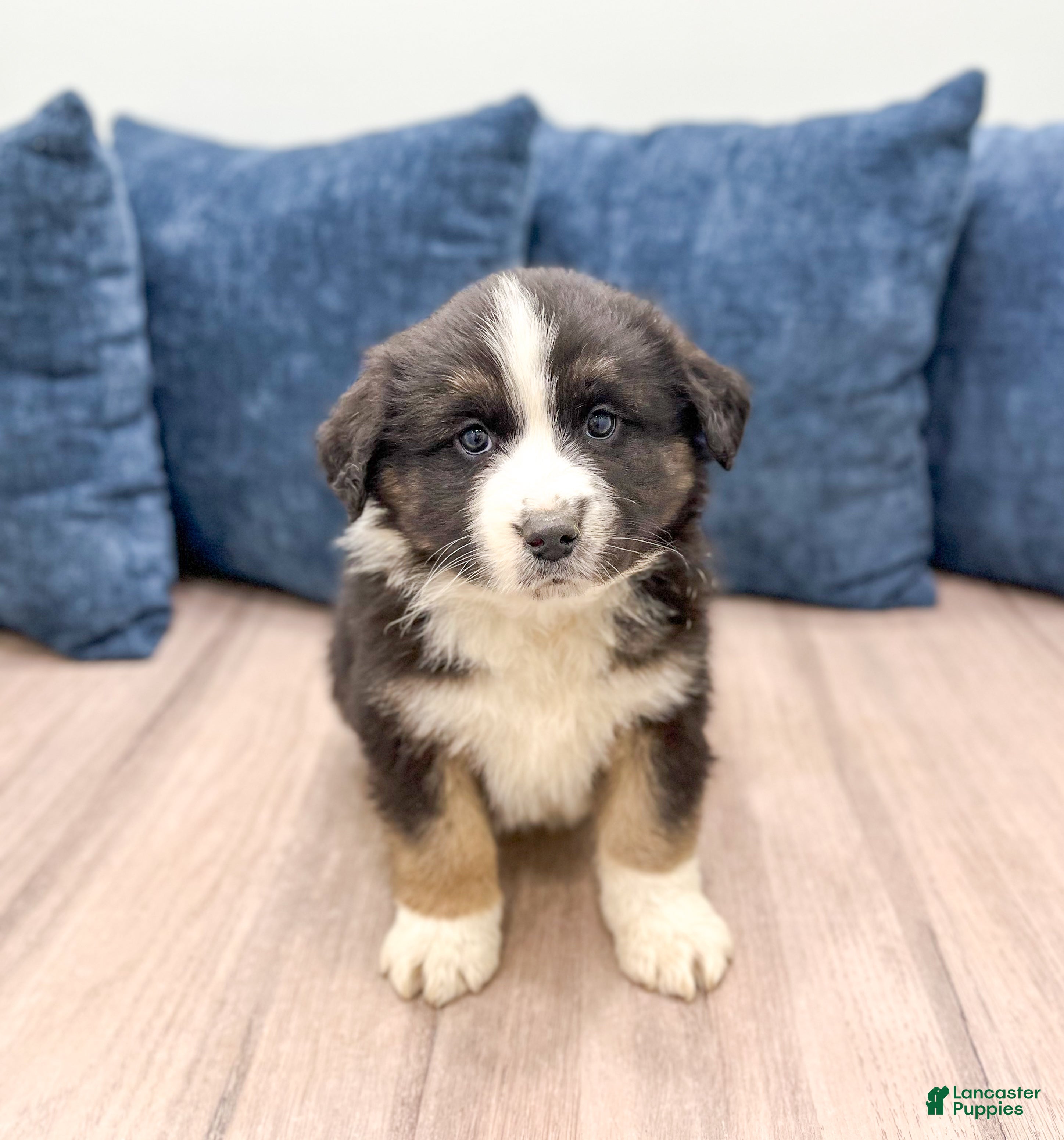 Australian Shepherd dogs Charlie - Ad 29