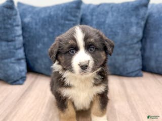 Australian Shepherd dogs Charlie - Ad 42