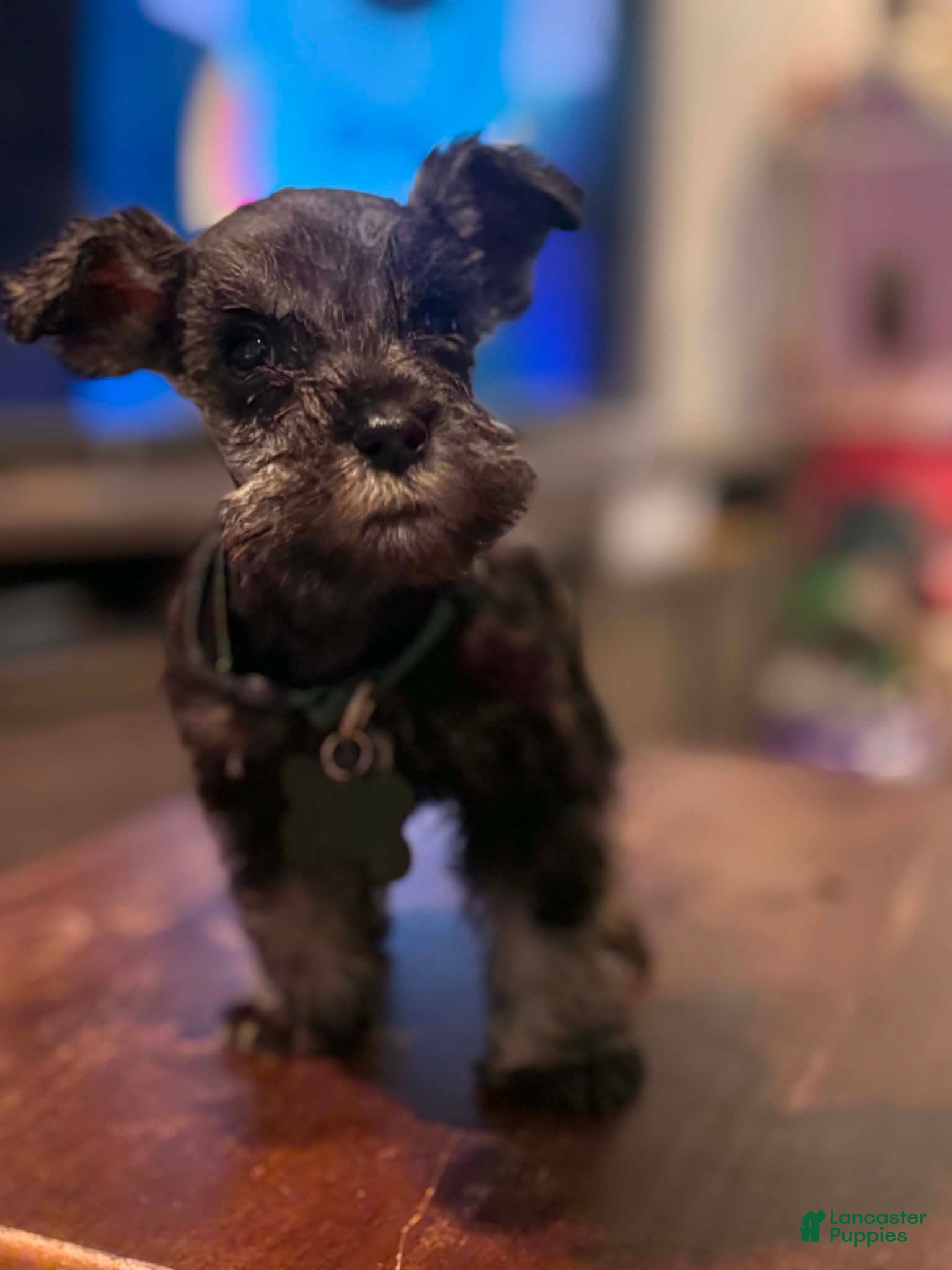 Miniature Schnauzer dogs Miniature Schnauzer 1 - Ad 36