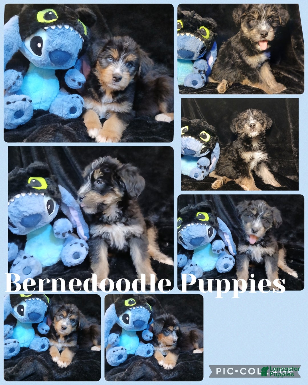 Bernedoodle dogs for sale: Doll baby  - Ad 4