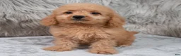 Mini Goldendoodle dogs for sale: Ranger ID: 3859 - Ad 1