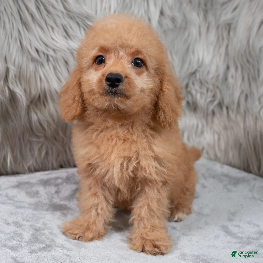 Mini Goldendoodle dogs for sale: Ranger ID: 3859 - Ad 1