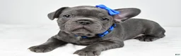 Mixed Breed dogs for sale: Harvey - Ad 4