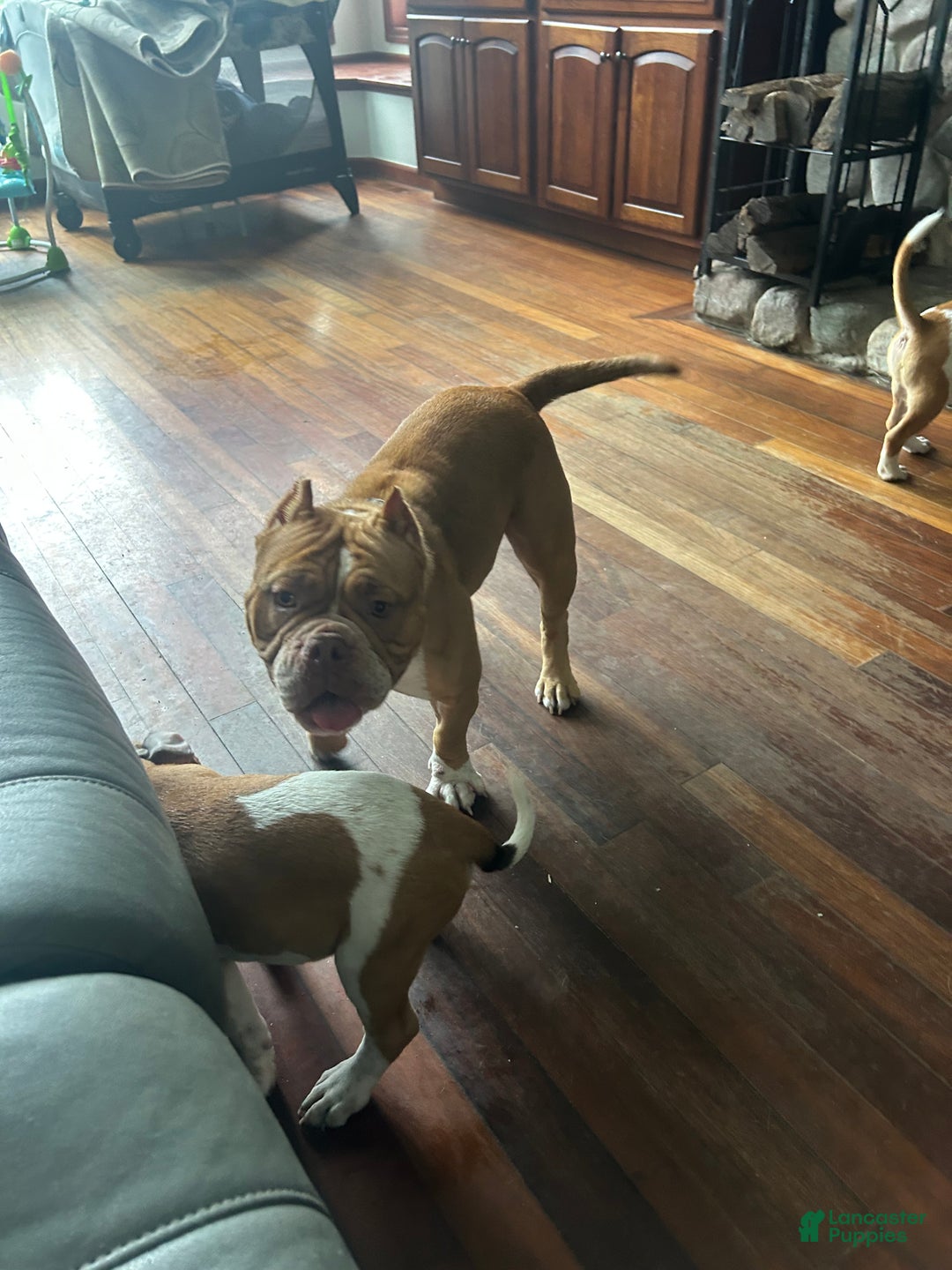 Mixed Breed dogs for sale: Mixed Breed Puppy 6 - Ad 22