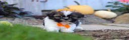Shih Tzu dogs for sale: Riley - Ad 3