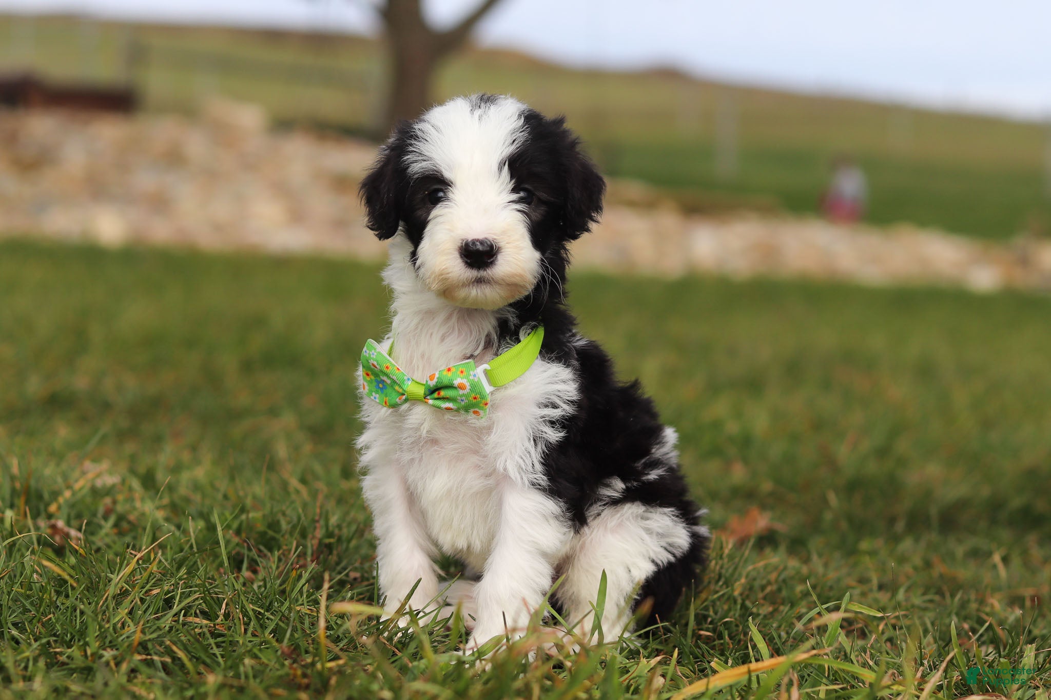 Sheepadoodle dogs Jingle - Ad 2